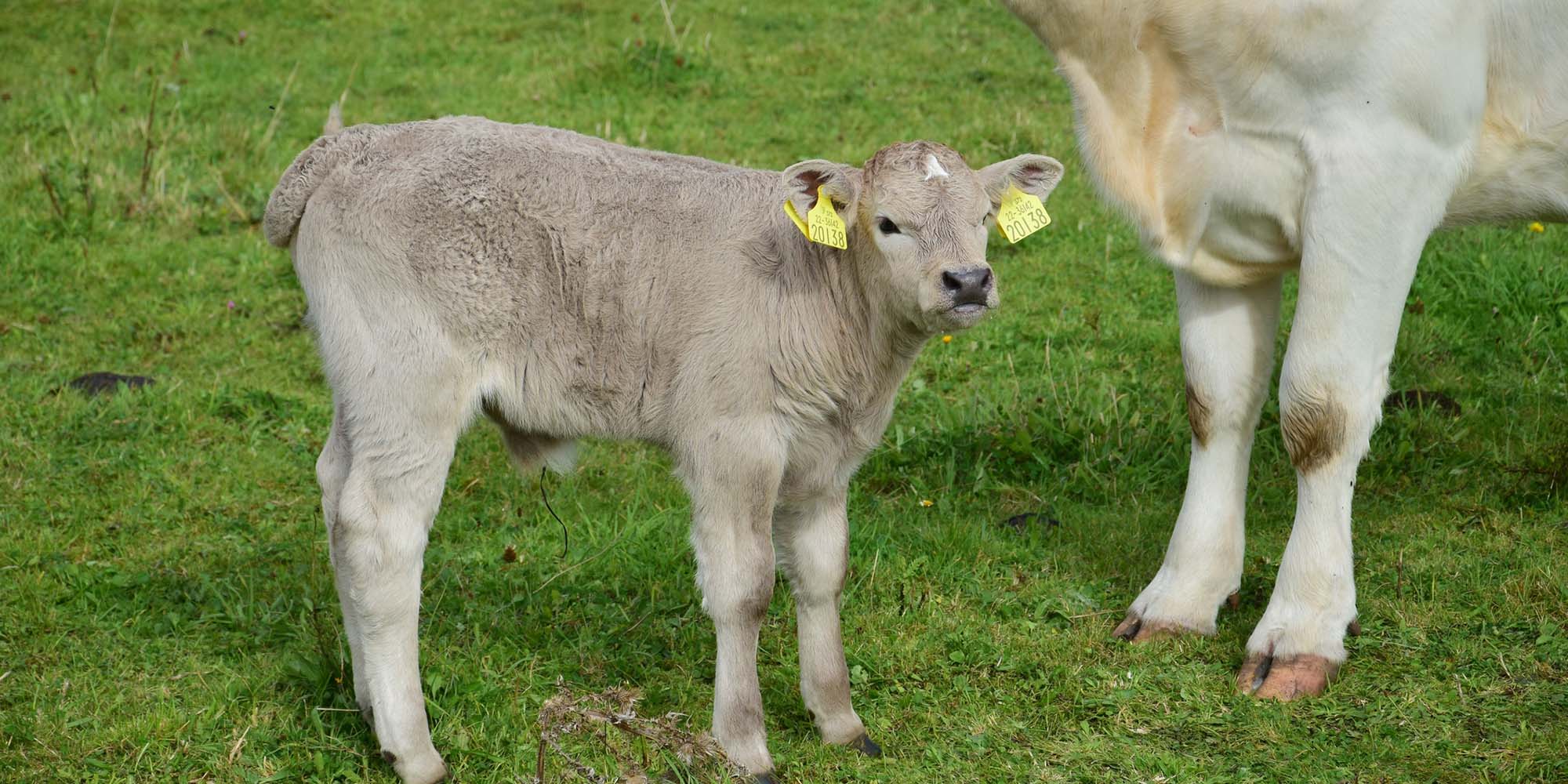 A young calf in Ireland