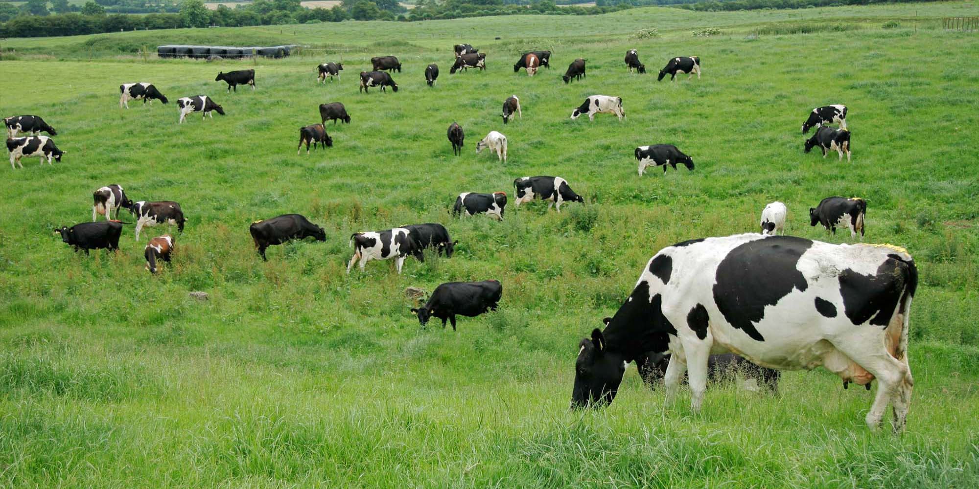Freisian daisy cows